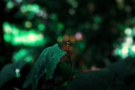 祈祷昆虫生活绿色宏观螳螂叶子植物图片