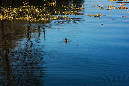 Erhai湖的水鸟旅行旅游目的地背景图片