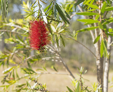 澳大利亚卡利斯特红瓶刷野花Name图片