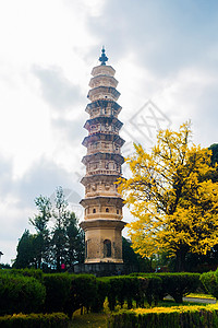 重生寺旅行银杏树目的地宝塔寺庙旅游高清图片