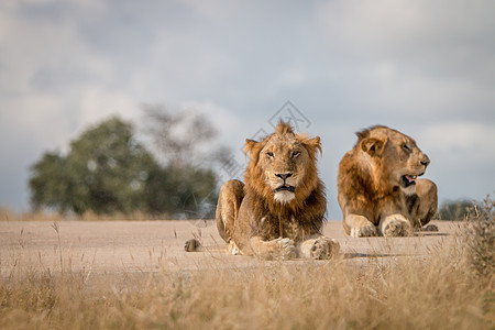 两只雄狮躺在路上濒危领导者丛林猎人大草原动物猫科动物园荒野毛皮图片