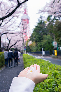 东京塔 有樱花花包围花朵旅游目的地樱花旅行假期图片