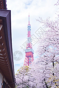 日本街景东京塔 有樱花花包围旅游假期旅行花朵目的地樱花背景