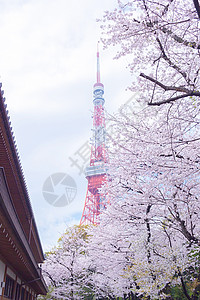 东京塔 有樱花花包围假期目的地樱花旅行旅游花朵图片