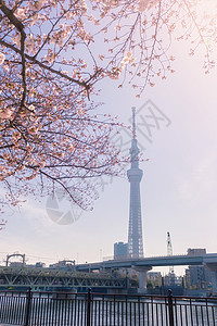 东京天树旅游花朵樱花目的地假期旅行图片