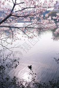 环绕着花的清巴津池塘旅行动物鸭子樱花假期摄影花朵目的地旅游图片