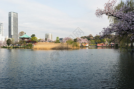 环绕着花的清巴津池塘樱花摄影假期旅游花朵目的地旅行动物背景图片