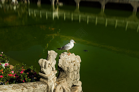 元东寺海鸥旅游建筑物寺院摄影寺庙运输目的地宗教旅行黑色图片