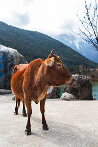 李江蓝月谷的牛目的地旅行旅游动物奶牛背景图片