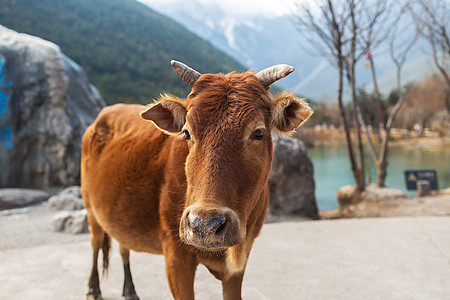 李江蓝月谷的牛目的地奶牛旅游动物旅行背景图片