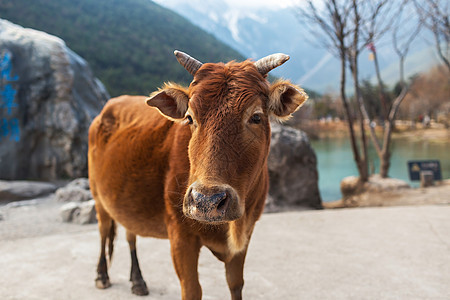 李江蓝月谷的牛旅行目的地旅游奶牛动物背景图片