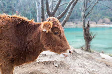 李江蓝月谷的牛目的地奶牛旅行动物旅游背景图片