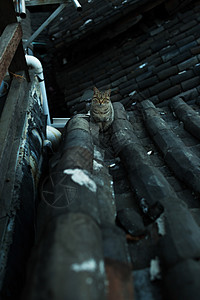 猫咪在屋顶上目的地旅行旅游动物图片