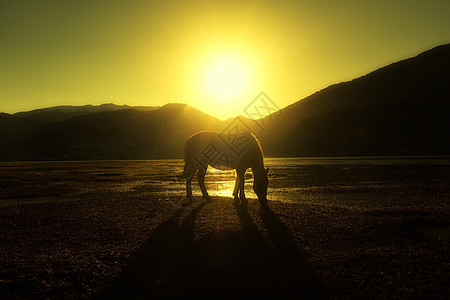 纳帕湖中的马动物旅游目的地马匹旅行图片