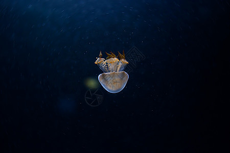 果冻鱼水族馆海蜇海上生活色彩动物图片