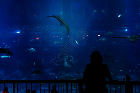 水族馆旅行海上生活旅游动物目的地建筑外观摄影背景图片