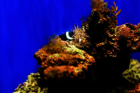 小丑鱼观赏鱼目的地旅行海上生活动物水族馆海鱼旅游背景图片