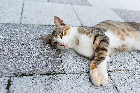 街头猫宠物眼睛城市动物哺乳动物微笑白色小猫红色猫咪图片