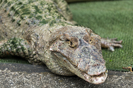 鳄鱼动物动物园野生动物荒野食肉捕食者爬虫猎人沼泽生物图片