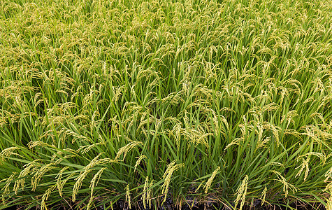 绿稻田花园天空乡村农业植物绿色农村树叶草地黄色图片