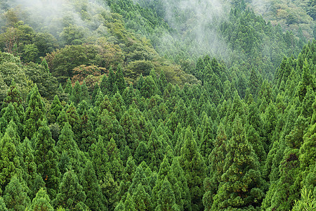 绿林松树绿色荒野针叶地衣树木野生动物环境植物图片