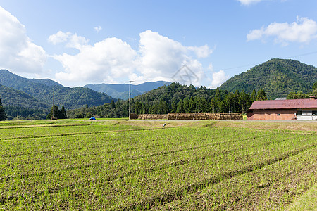 稻米和山田植物土地爬坡森林收成食物栽培农村农田稻田图片