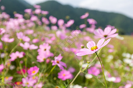 粉花开花荒野场地植物花园植物群花朵紫色公园植物学宏观图片