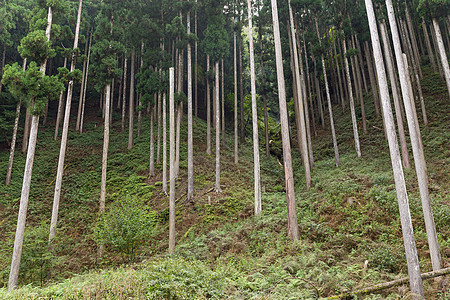 绿森林日光环境木头绿色场景风景荒野小路松树旅行图片