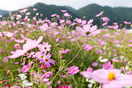 粉红和红色宇宙花花园图片