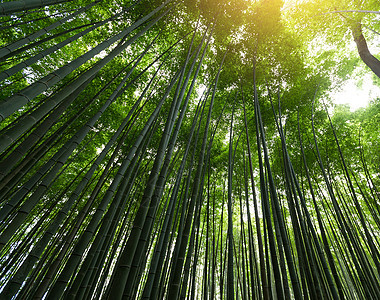 竹木林热带树林公园植物文化叶子生长绿色花园木头图片