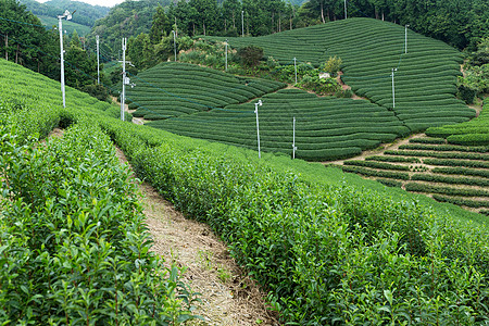 新鲜茶叶园图片