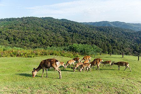 瓦卡库萨山的鹿群图片
