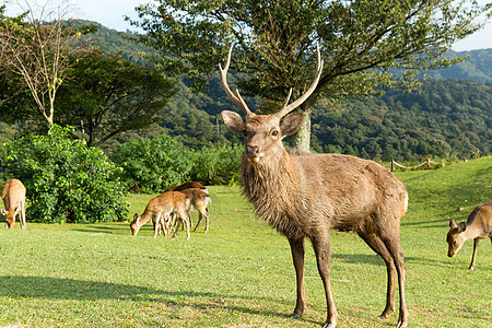 Nara 雄鹿图片