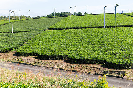美丽的茶叶种植园高地食物植物季节农场阳台旅行天空栽培草地图片