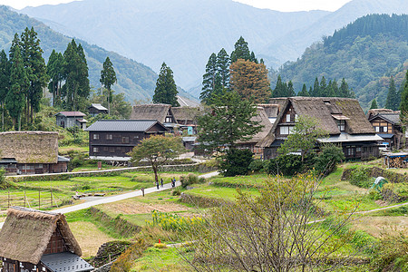 Shirakawago村茅草文化合掌历史性丛林村庄绿色植物遗产房子建筑图片