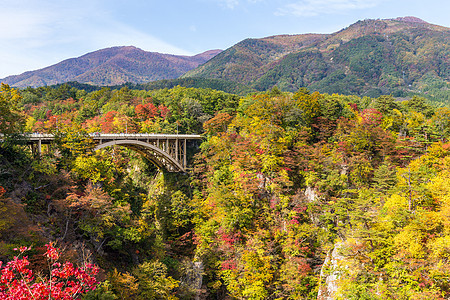 秋天穿越纳鲁科峡谷的桥公园悬崖植物峡谷农村季节黄色叶子岩石图片