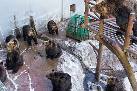 动物园中的熊群图片