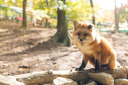 红狐在户外图片