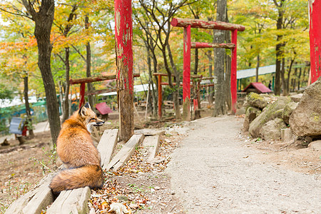 坐在日本庙前的狐狸图片
