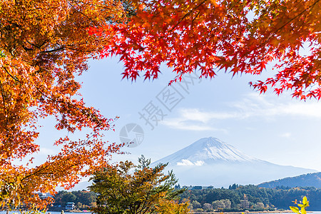 麻叶和福吉山图片