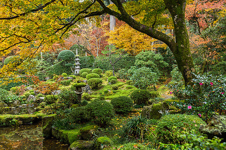 日本花园 配有Autuman木林图片