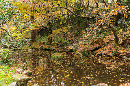 秋日日本庙叶子植物树叶花园苔藓灯笼池塘寺庙季节草地图片