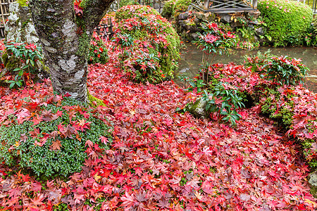 秋季花园公园池塘树叶黄色森林季节性红色苔藓水池橙子图片