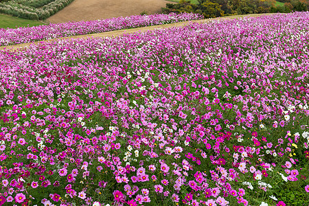 宇宙花朵田农村黄色草地植物学晴天花园天空绿色环境植物群图片