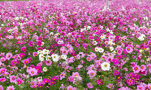 宇宙花朵草地旅行公园淡路季节荒野海景环境农村蓝色图片