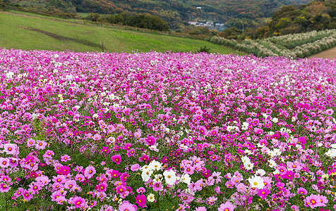 粉粉宇宙花朵花瓣季节蝴蝶花园草地淡路环境植物天空植物学图片