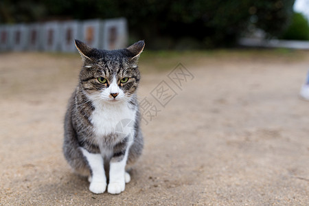 街头猫划痕黄色绿色黑色宠物眼睛红色棕色哺乳动物房子图片