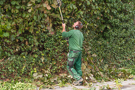 砍树篱工作服树叶植物学绿化割草机园丁看门人生长侧柏灌木图片