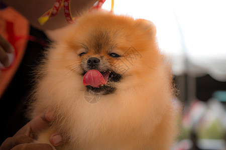 笑笑在泰国血统动物犬类毛皮哺乳动物小狗微笑乐趣头发朋友图片