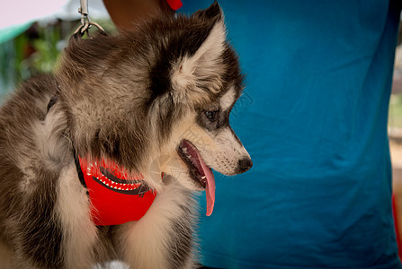 西伯利亚哈斯基笑笑在泰国眼睛哺乳动物犬类森林鼻子蓝色宠物毛皮动物雪橇图片